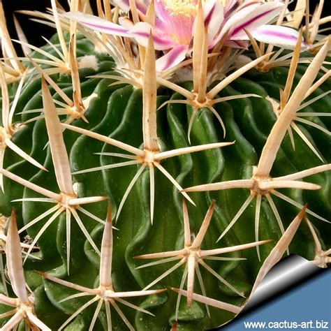 Echinofossulocactus Phyllacanthus V Macracanthus Stenocactus Macracanthus