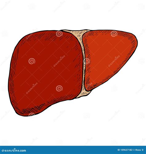 Liver sketch in color stock vector. Illustration of biology - 109637182