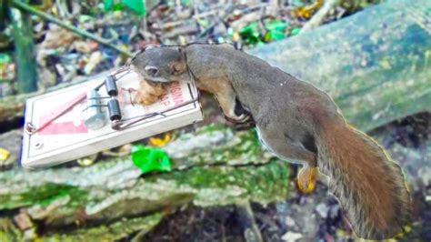 Squirrel Tapping With Rat Traps Pt 2 YouTube