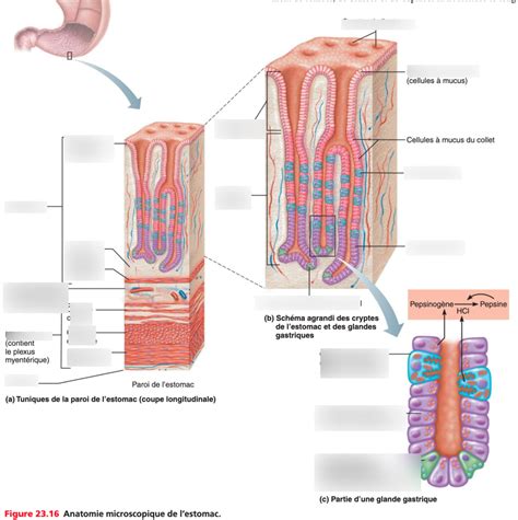 Histologie De L Estomac Diagram Quizlet