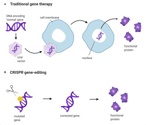 Crispr Gene Editing Vs Traditional Gene Therapy A A New Gene