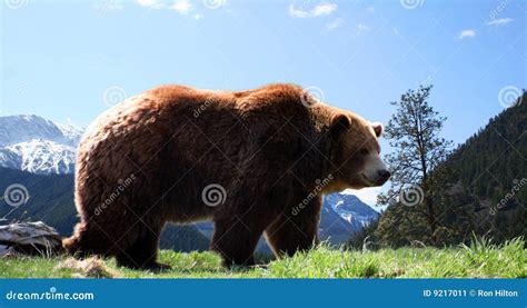 Grizzly Bear In The Rocky Mountains Royalty-Free Stock Photography ...