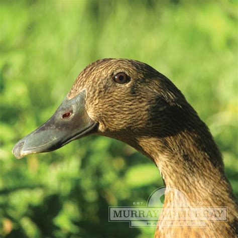 Murray McMurray Hatchery - Khaki Campbell Ducks