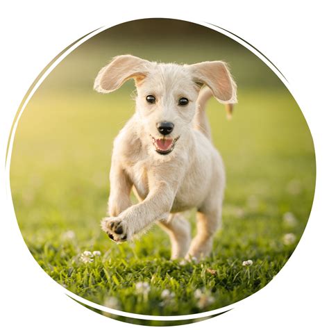 Pet Spay and Neuter in Lakeland, FL | Lakeland Animal Clinic
