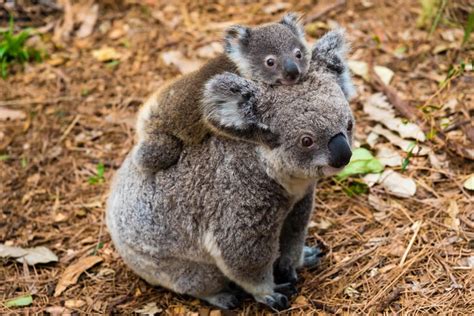 Video of Koala Mom and Baby Roaming Australia Holiday Park Is Too Cute