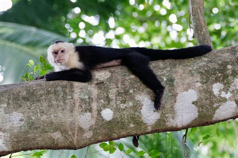 Costa Rica A White Face Capuchin Monkey Just Hanging Out Flickr