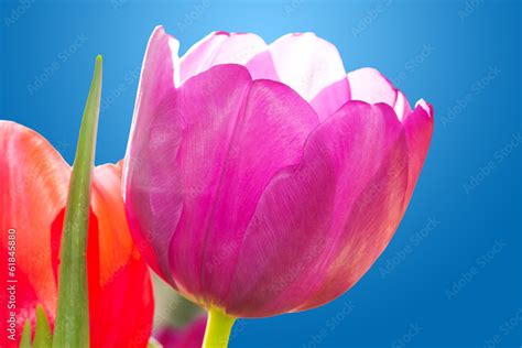 Lila Tulpe In Der Sonne Stock Foto Adobe Stock