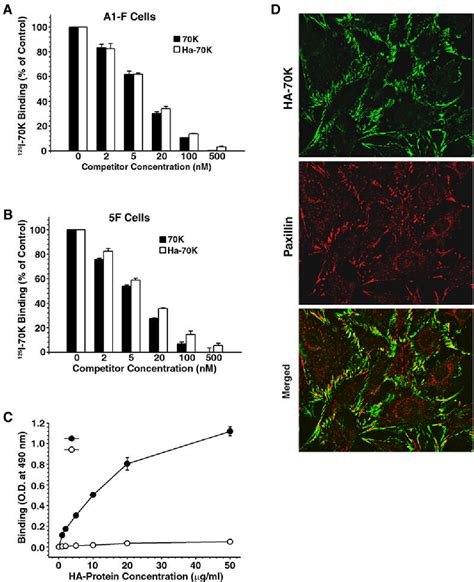 Figure 1 From Quantification Of Fibronectin Matrix Assembly Sites Using