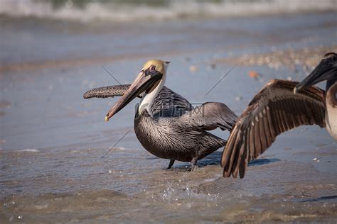 Pelecanus Occidentalis