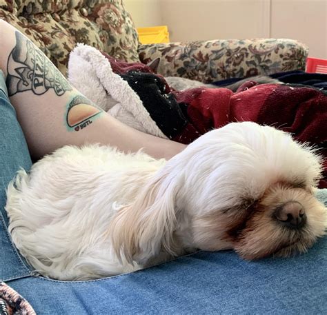 Lucy with a special appearance by Milkshake : r/aww