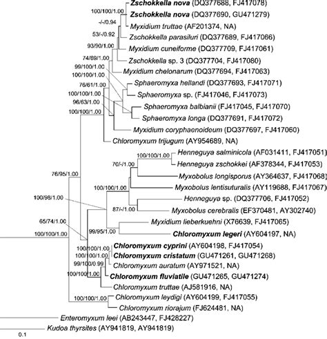 The Maximum Likelihood Tree Based On The Analysis Of Combined Ssu And