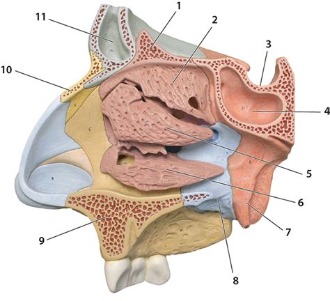 Sinuses Labeling Lateral View Diagram Quizlet