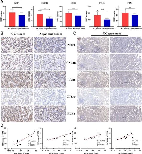 The Expression Of 4 CRIGs And FDX1 In GC A The IHC Scores Of NRP1