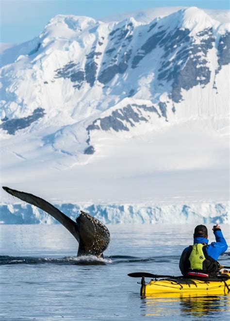 From giant elephant seals to super cute penguins, the wildlife in Antarctica is some of the most ...