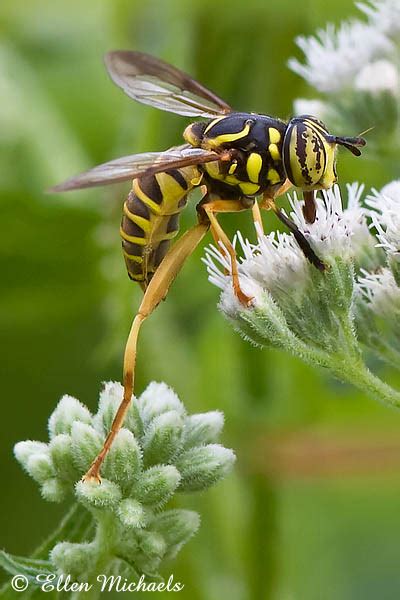 Eastern Hornet Fly Spilomyia Longicornis