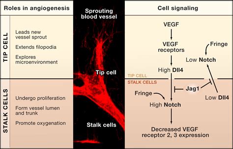 Jagged Gives Endothelial Tip Cells An Edge Cell