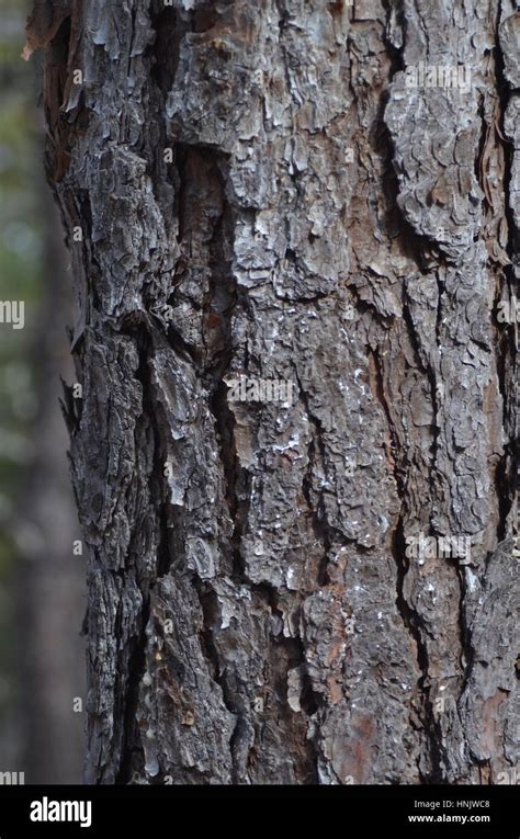 Pitch Pine Bark