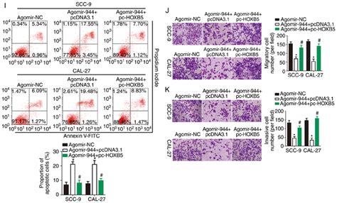 MiR 944 Directly Targets HOXB5 MRNA To Exert Tumor Suppressive Actions