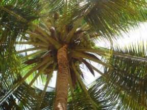 Horticulture Plantation Crops Coconut