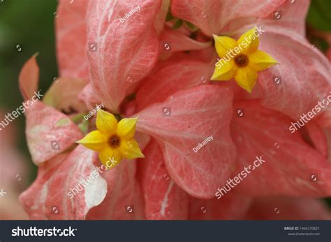 Mussaenda Erythrophylla Commonly Known Ashanti Blood Stock Photo