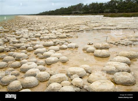 Thrombolites Living Rock Microbialites Built By Micro Organisms