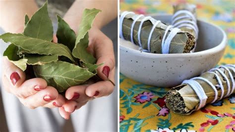 Para Qu Se Queman Las Hojas De Laurel Sus Beneficios Te Dejar N Con