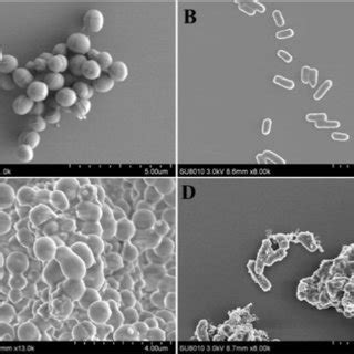 Sem Images Of S Aureus Ac And E Coli Bd Before And After