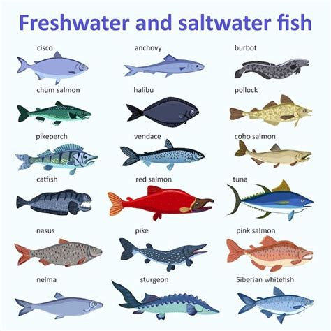 Premium Vector Freshwater Fish And Saltwater Fish Types And Varieties