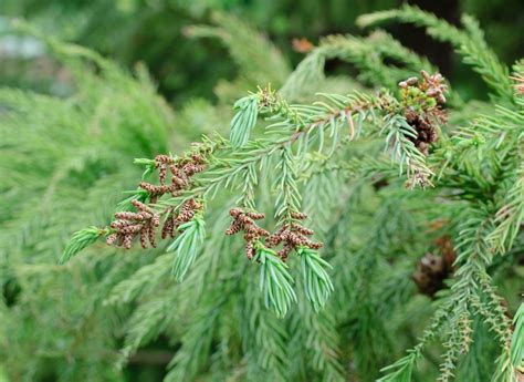 Cryptomeria Japonica Japanese Cedar Japanese Cryptomeria North