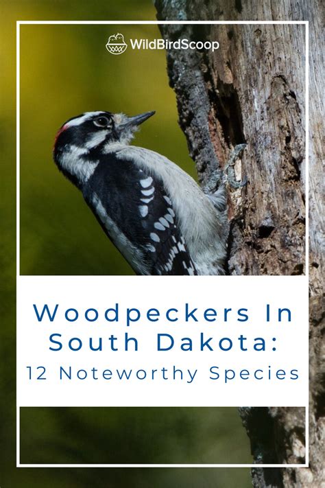 Woodpeckers In South Dakota Noteworthy Species