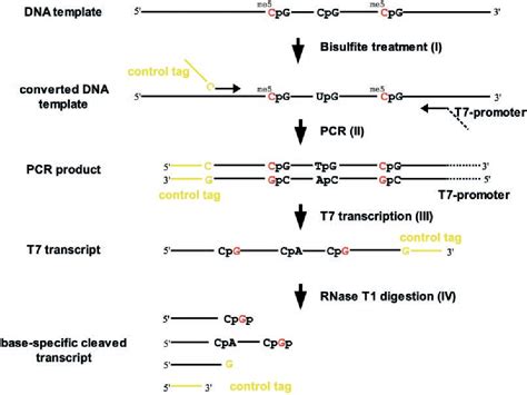 Figure From Rapid Analysis Of Cpg Methylation Patterns Using Rnase T