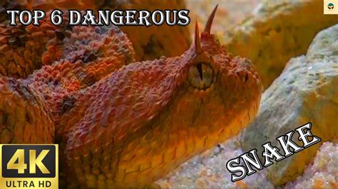 Snakes🐍🐍 Top 6 Most Dangerous Snake 🐍world Most Dangerous Snake Youtube