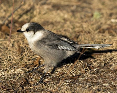 Gray Jay Bird Stock Photos. Gray Jay Close-up Profile View on Ground in ...