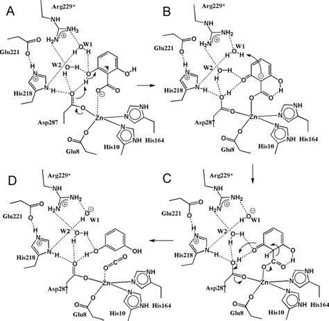 Proposed reaction mechanism for decarboxylation in... | Download Scientific Diagram