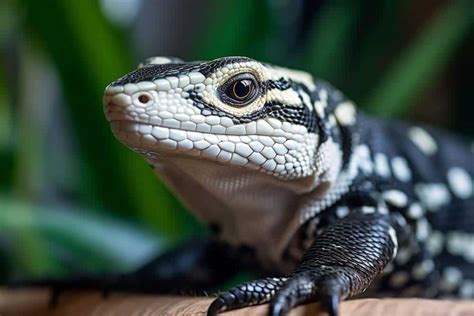 Argentine Black And White Tegus Striking And Fascinating Reptile Pets