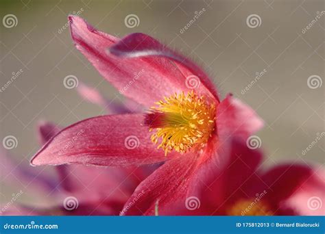 Blooming Eastern Pasque Flower Knows Also As Prairie Crocus Or Cutleaf