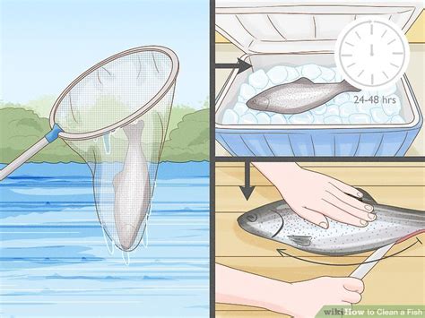 Ways To Clean A Fish Wikihow