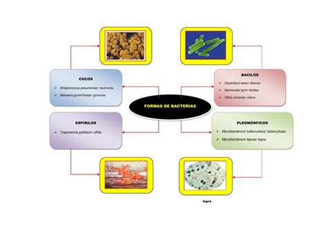 Formas De Bacterias Tiroxina Med UDocz