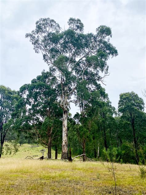 Mountain Grey Gum From Jarrahmond Vic Australia On March