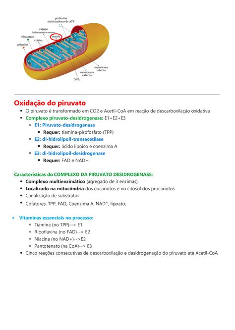 Solution Ciclo Do Cido C Trico De Krebs Studypool