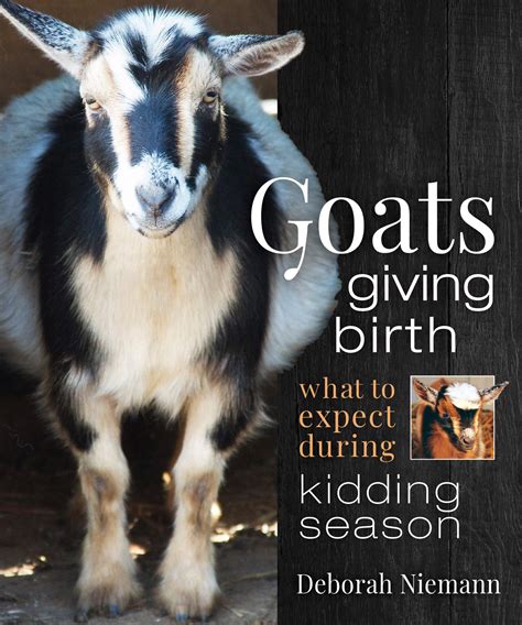 Goats Giving Birth What To Expect During Kidding Season By Deborah