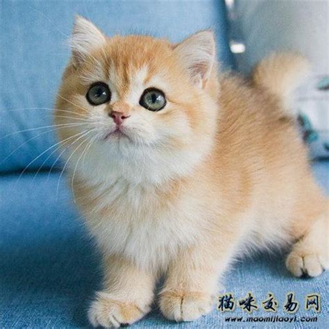 橘猫和金渐层这么像？ 科普一下如何区分金渐层猫和橘猫