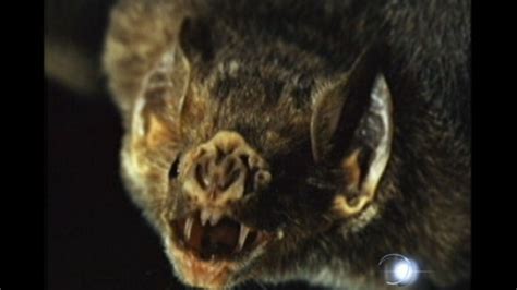 First Rabies Death by Vampire Bat Bite in U.S. - ABC News