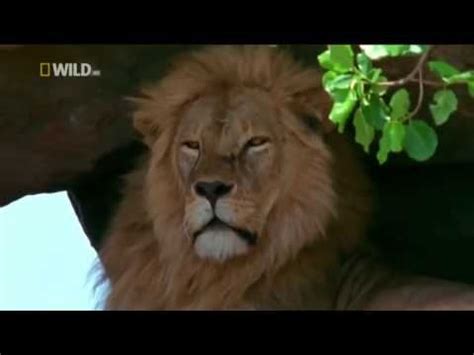 The Mapogos Legendary Lions Of Africa YouTube Lion Africa Wild