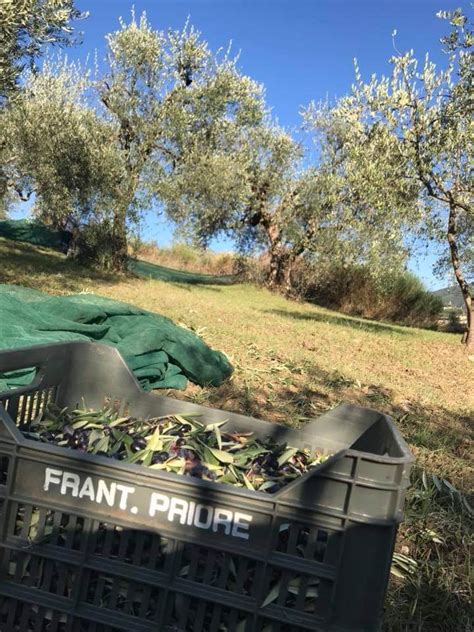 Camminata Fra Gli Ulivi Concorso Turismo Dell Olio