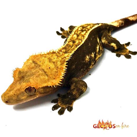 halloween crested gecko morphs Archives | Leopard Geckos for sale ...