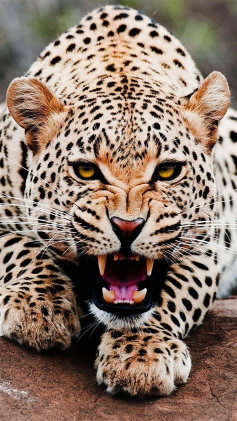 Download Intense Leopard Growl.jpg Wallpaper | Wallpapers.com