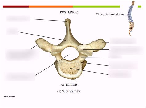 Lab 4 Thoracic Vertebrae Diagram Diagram Quizlet