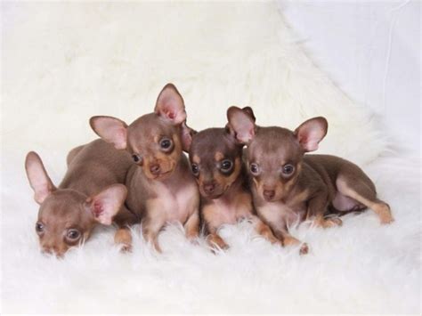 Russian Toy Terrier Puppies | Wow Blog