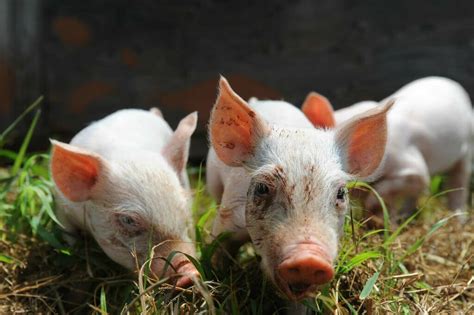 Therapy Pigs Are Here To Help Humans How Do Pigs Help People